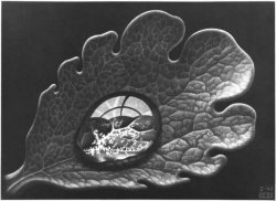 Goccia di rugiada, mezzatinta, 1948