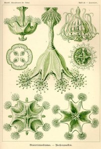 Ernst Haeckel, Stauromedusa, 1899